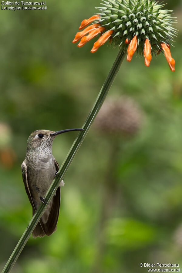 Colibri de Taczanowski