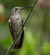 Spot-throated Hummingbird