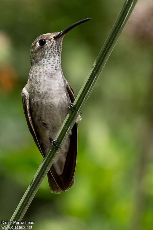 Spot-throated Hummingbirdadult, close-up portrait
