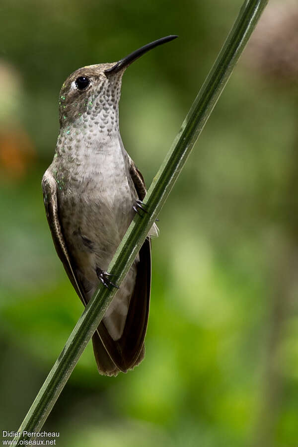 Spot-throated Hummingbirdadult, close-up portrait