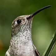 Spot-throated Hummingbird