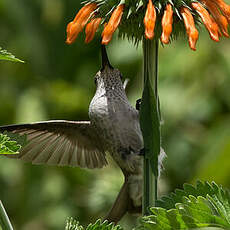 Colibri de Taczanowski