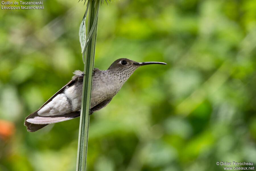 Colibri de Taczanowski