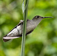 Spot-throated Hummingbird