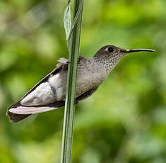 Colibri de Taczanowski