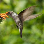 Spot-throated Hummingbird