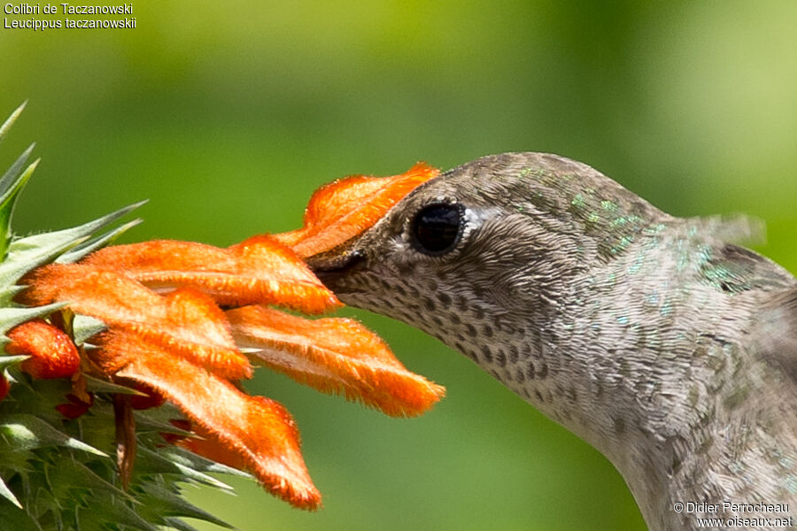 Spot-throated Hummingbird