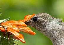 Colibri de Taczanowski