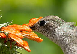 Spot-throated Hummingbird