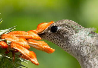 Colibri de Taczanowski