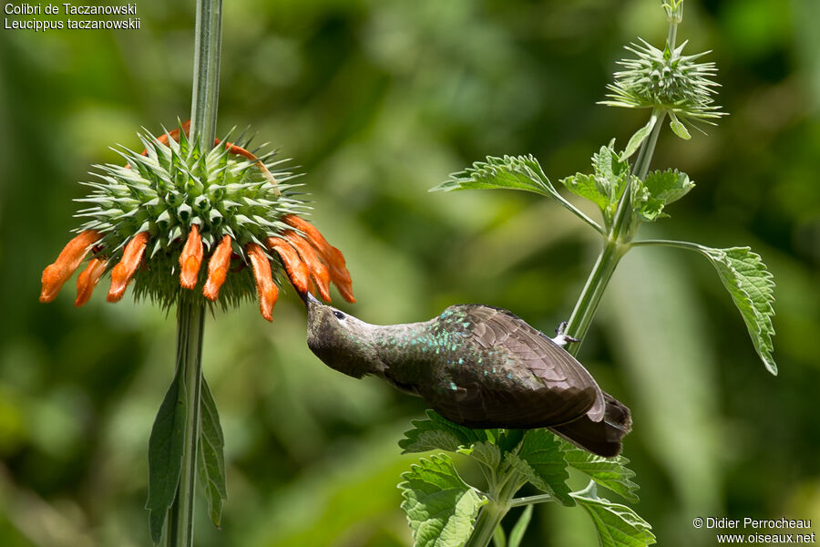 Colibri de Taczanowski