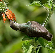 Spot-throated Hummingbird