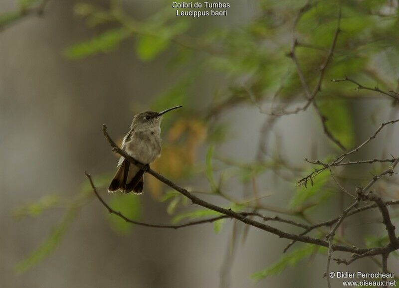 Tumbes Hummingbird