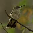 Colibri de Tumbes