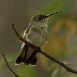 Colibri de Tumbes