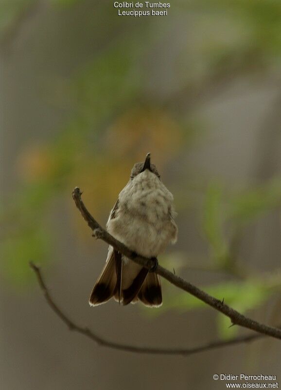 Tumbes Hummingbird