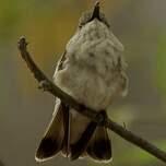 Colibri de Tumbes