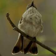 Tumbes Hummingbird