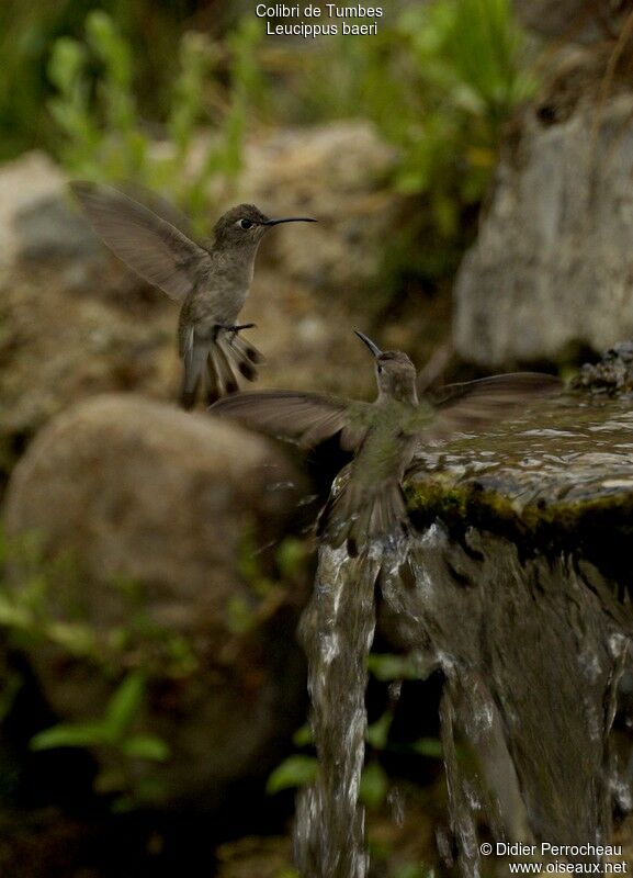 Colibri de Tumbes