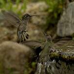 Colibri de Tumbes