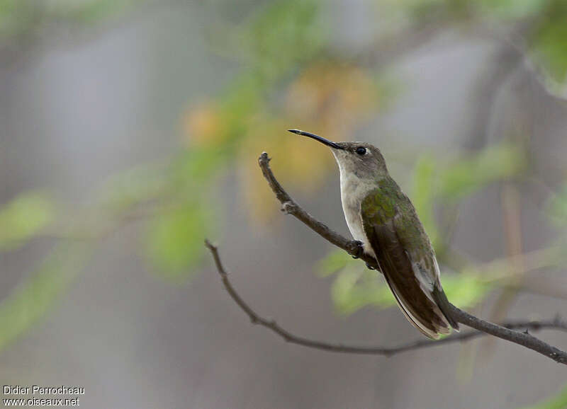 Tumbes Hummingbirdadult, identification