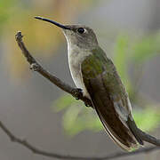 Tumbes Hummingbird