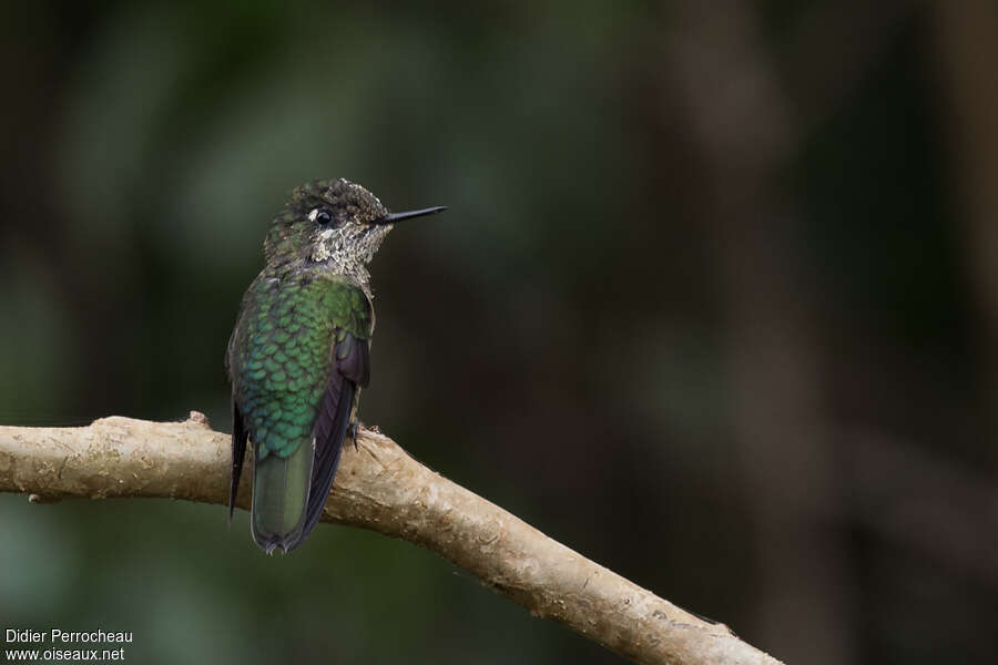 Green-backed Firecrown female adult