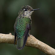 Green-backed Firecrown