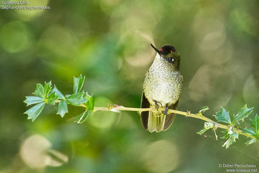 Green-backed Firecrown male adult