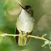 Green-backed Firecrown