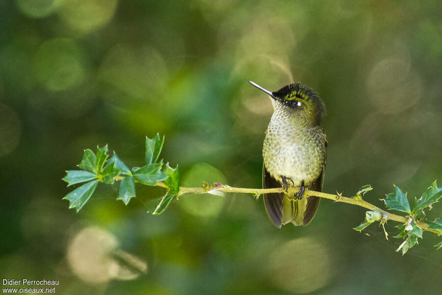 Green-backed Firecrown