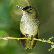 Green-backed Firecrown