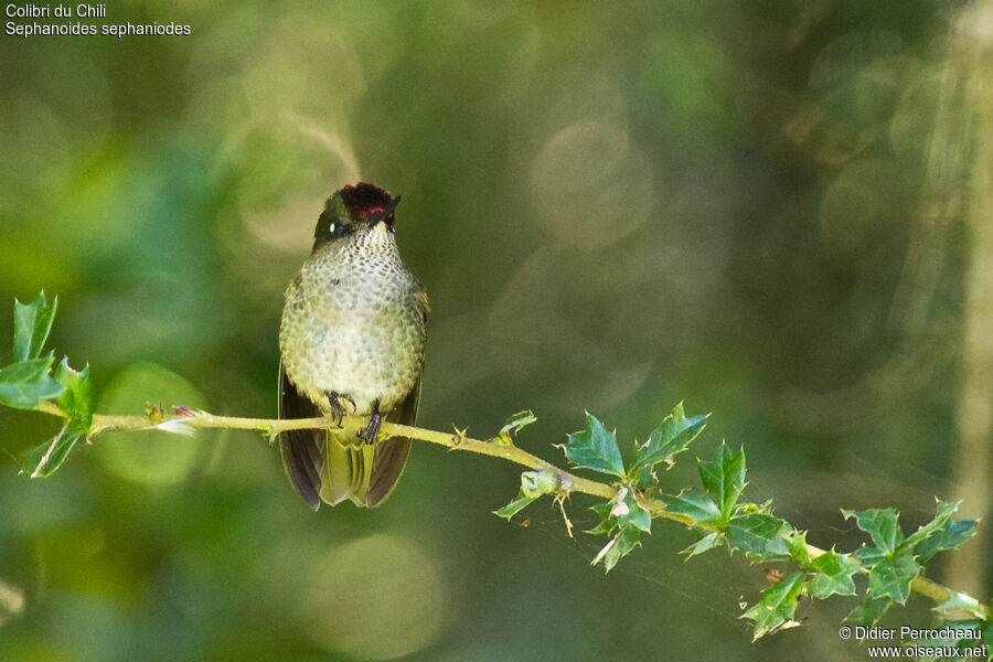 Green-backed Firecrown