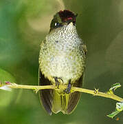 Green-backed Firecrown