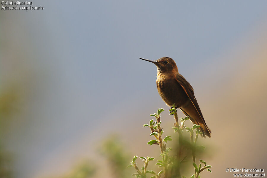 Colibri étincelant, identification