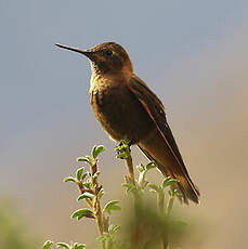 Colibri étincelant