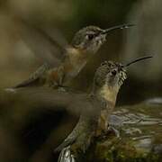 Purple-collared Woodstar