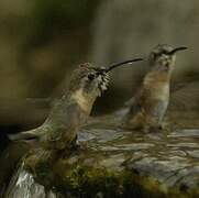 Purple-collared Woodstar