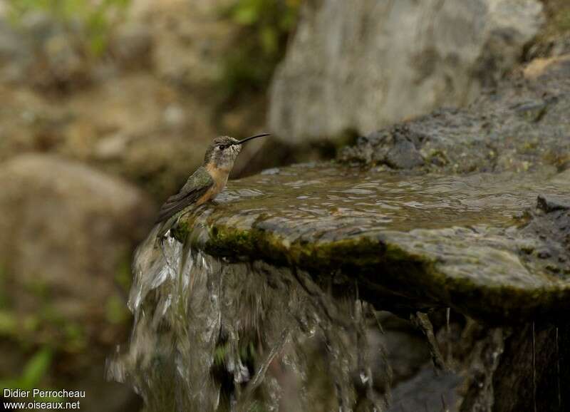 Purple-collared Woodstar female adult