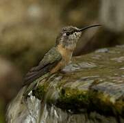 Purple-collared Woodstar