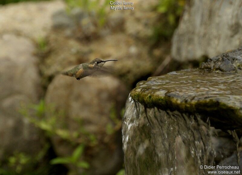 Purple-collared Woodstar female adult