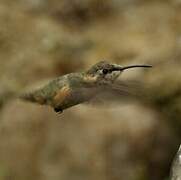 Purple-collared Woodstar