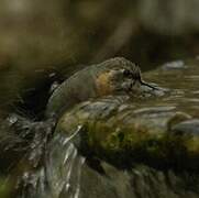 Purple-collared Woodstar