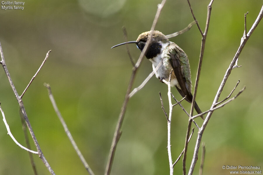 Purple-collared Woodstar male adult