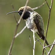 Purple-collared Woodstar