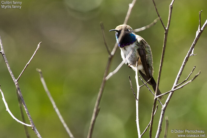Colibri fanny mâle adulte