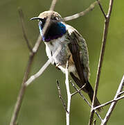 Purple-collared Woodstar