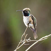 Purple-collared Woodstar