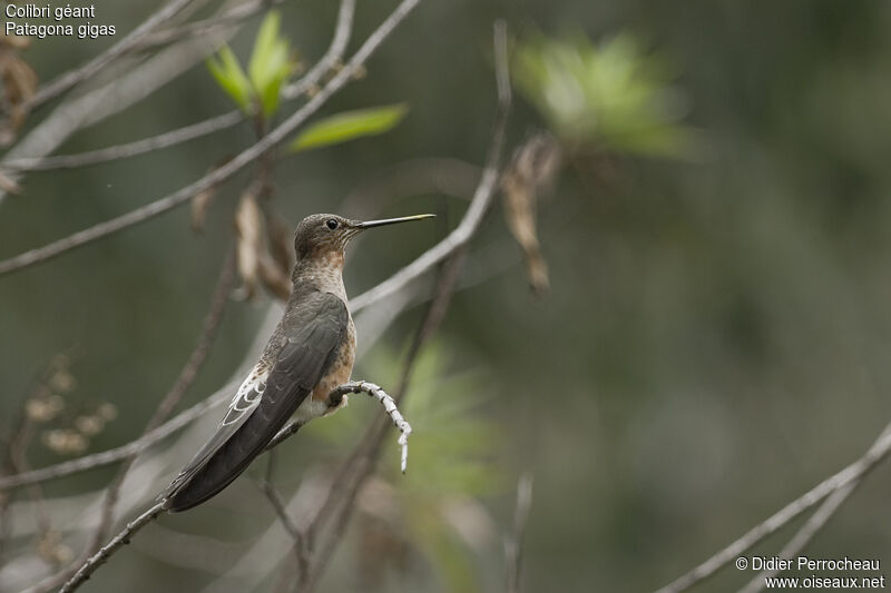 Giant Hummingbird, identification