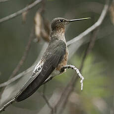 Colibri géant